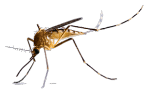 Mosquito Control in Spain